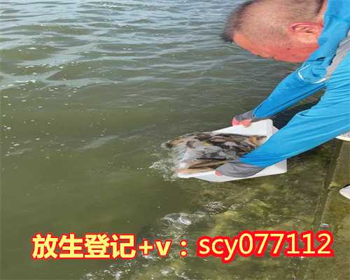 惠州公园放生草龟,惠州适合放生的鱼类是什么,惠州动物去哪里放生