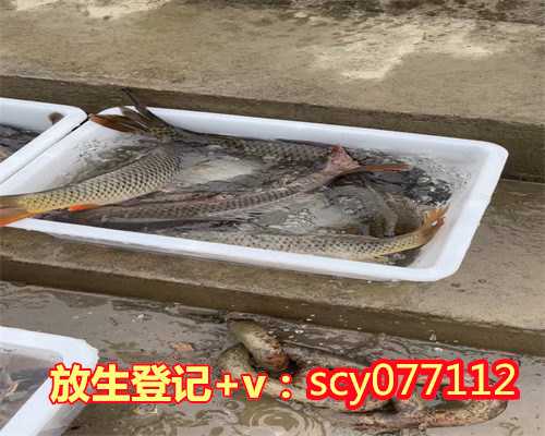 滁州放生鱼的说说,滁州放生的吉利数字是多少_,滁州买金鱼放生有什么寓意