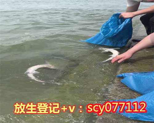 福州放生群是什么，福州放生仪规，福州天津海河适合放生泥鳅吗