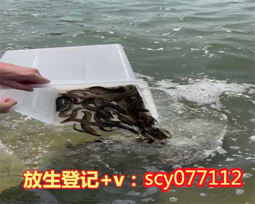 扬州草龟苗放生,扬州何地可以放生飞禽,扬州平罗放生的小鱼鱼在哪买
